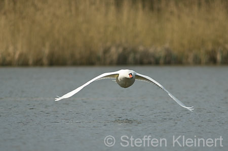 013 Höckerschwan im Flug (Cygnus olor)